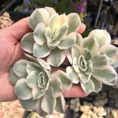 2個セット ラブリーローズ錦 エケベリア 多肉植物 - メルカリ
