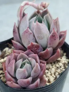 SAPPORO様 リクエスト 4点 まとめ商品