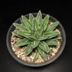 2025年最新】笹の雪 黄覆輪の人気アイテム - メルカリ