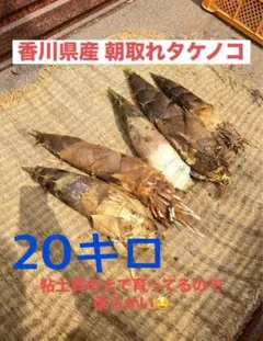 愛知産！朝堀新鮮タケノコ ！20キロ！収穫出来次第で即日発送！ - メルカリ