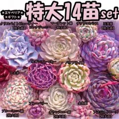 韓国苗　多肉植物　特大 エケベリア　ギフト　14苗セット【SP41】