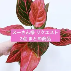 スーさん様 リクエスト 2点 まとめ商品