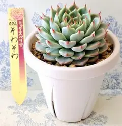 3号鉢　そわそわ　札付きポットごとメルカリ便おらいさん苗ミックスベリア 3号鉢 そわそわ 札付きポットごとメルカリ便おらいさん苗