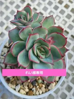 れい様専用です