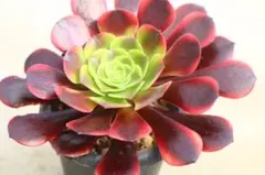 C＊多肉植物 アエオニウム サラダボール 抜き苗1ポット分 ＊ - メルカリ