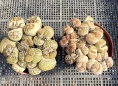 リトープス 2鉢セット