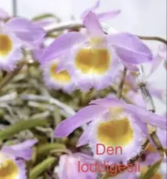 デンドロビウム・ロディゲシィ 原種 Dendrobiumのサムネイル