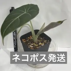 おまとめ3点