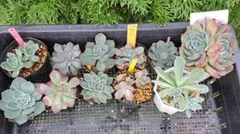 お得❗ミックスベリア　おらいさん苗　ゆつきさん苗　他　まとめ売り