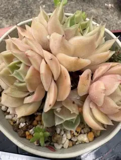キュービックフロスト錦 綴化 Echeveria Cubic Frost - メルカリ