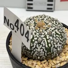 2025年最新】サボテン 兜丸の人気アイテム - メルカリ