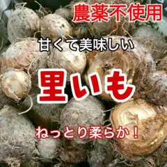好評✨【農薬不使用】里芋(さといも) 新芋 小芋 箱込1.2kg以上⑤