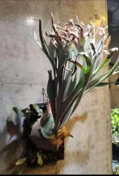 2025年最新】elsa ビカクシダの人気アイテム - メルカリ