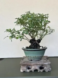 イボオオハマボウ 盆栽 塊根植物 - メルカリ