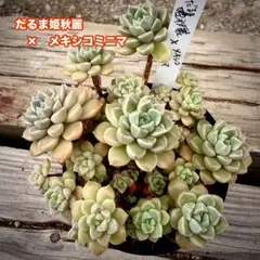 多肉植物（ベルさん苗）だるま姫秋麗×メキシコミニマ　カット苗②