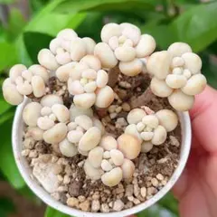 happy様 リクエスト 2点 まとめ商品