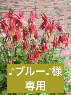 オダマキ「リトルランタン」2年生苗×2株 第四種郵便発送のサムネイル