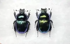 大特価 オオセンチ/センチ/レインボーセンチ82匹 +赤系18匹＋オマケ 大特価 オオセンチ/センチ/レインボーセンチ82匹 +赤系18匹＋