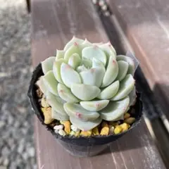 碧様 リクエスト 10点 まとめ商品