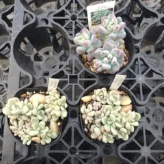 3️⃣junkojamさん専用