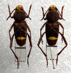 2026年最新】カミキリの人気アイテム - メルカリ