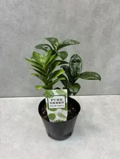 2026年最新】ザミオクルカスの人気アイテム - メルカリ