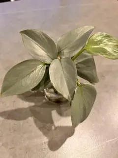 yumi.t＊プロフ必読様 リクエスト 2点 まとめ商品