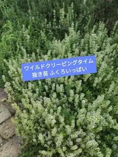 リッピア 苗を秋に根付かせておきましょう♡メルカリ便発送‼️ ヒメイワダレソウ、リッピア抜き苗、クリーピングタイム抜き苗ネコポス