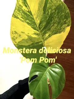 超絶希少❗️【美班】 モンステラ　イエローマリリン　デリシオーサ　黄斑モンステラ モンステラ・デリシオーサ 'イエローマリリン' – RARE PLANTS JAPAN