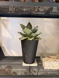 AGAVE TITANOTA FO-76 実生株 子株 - メルカリ