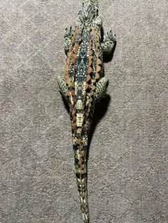 Item thumbnail for item 9cf984f9-14bd-4365-bf3c-8bb07ee50004