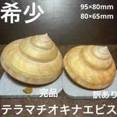 希少　台湾産　テラマチオキナエビス　2点セット