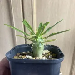 2025年最新】アンボンゲンセの人気アイテム - メルカリ