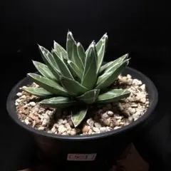 ろと様 リクエスト 2点 まとめ商品