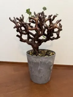 ペラルゴニウム　ミラビレ　発根済のサムネイル