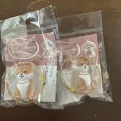 わんこのタイムカプセル ガチャ　柴犬2個セット
