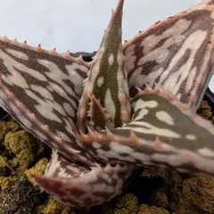 2026年最新】ヘミンギーの人気アイテム - メルカリ