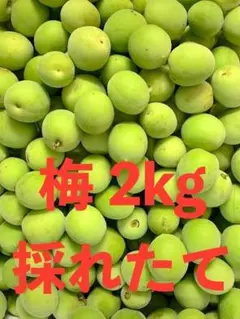 梅 青梅 梅干し 梅酒 梅ジュース 採れたて　2kgのサムネイル