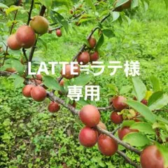 ふぞろい　露茜　箱込み約１キロのサムネイル