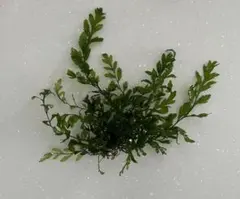 ボルビティス ヒュディロティ 水草のサムネイル