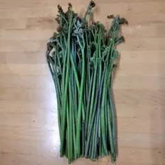 新潟県産　大きくて太い　天然わらび　500g　A