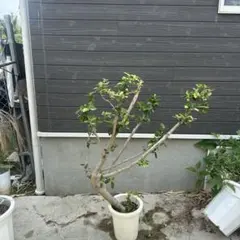 直接引き取り ソヨゴ 鉢植え 1.8メートル - メルカリ