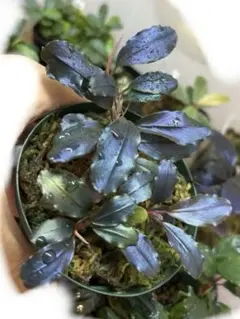 Bucephalandra sp. 雲彩 【AZX0420-12 】 最終値下】Bucephalandra sp. 雲彩 【AZX0420-12 】 - メルカリ