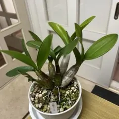 courgette様 リクエスト 2点 まとめ商品