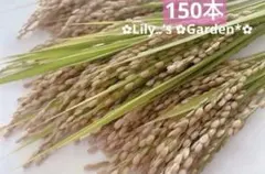 稲穂　150本　しめ縄飾り用