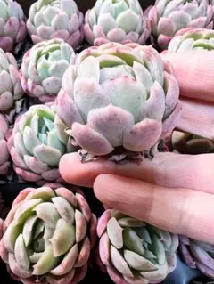 【由紬〜ゆうゆう〜】様 リクエスト 2点 まとめ商品