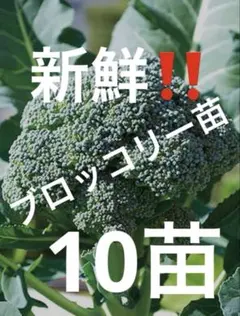 ☆新鮮‼️ブロッコリー苗、10苗です☆のサムネイル