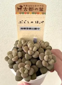 2026年最新】古都の葉の人気アイテム - メルカリ