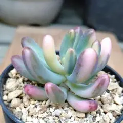 乙女心錦③　カット苗　多肉植物　ゆうパケットポストまたはmini発送