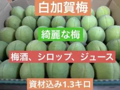 新鮮な青梅 白加賀梅1.2キロのサムネイル
